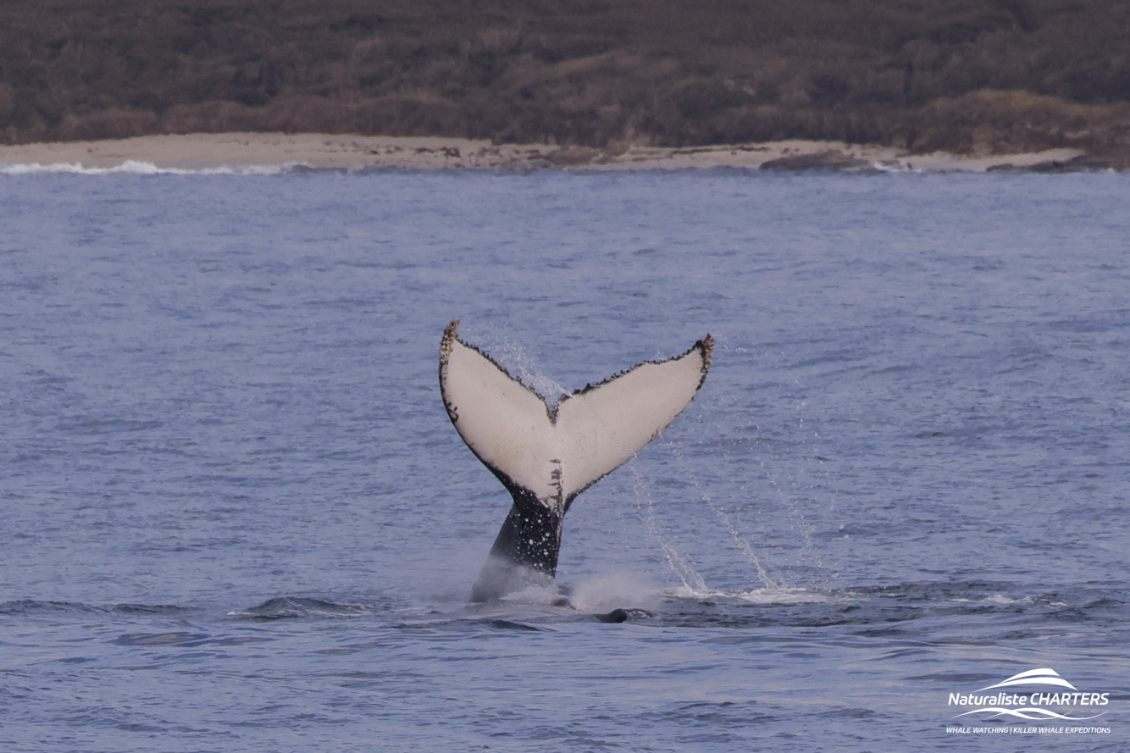 Humpback Whale Behaviour